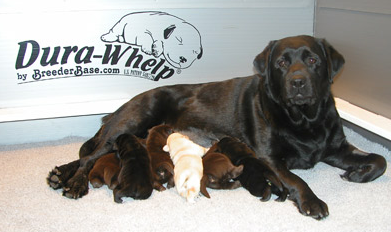 whelping box with litter