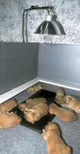 Puppy Warming System